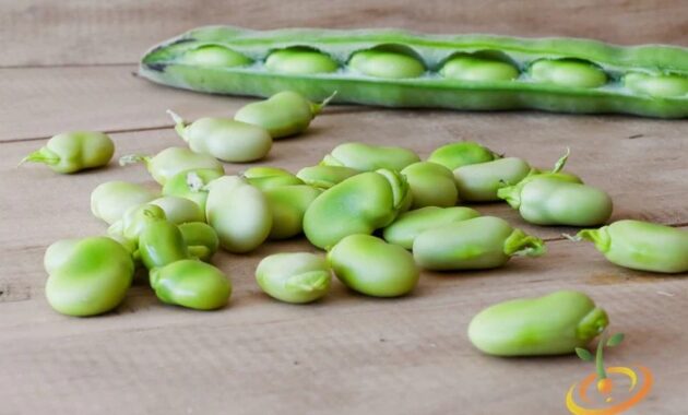 How to cook lima bean pervisan style