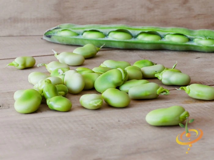 How to cook lima bean pervisan style